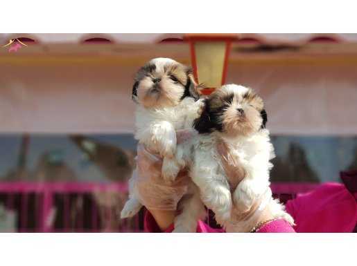 SAFKAN ırk garantili shih tzu yavruları