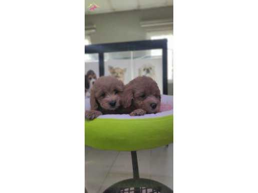 %100 Safkan maltipoo yavrular... 