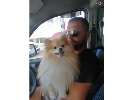 %100 Safkan pomeranian boo yavrular... 