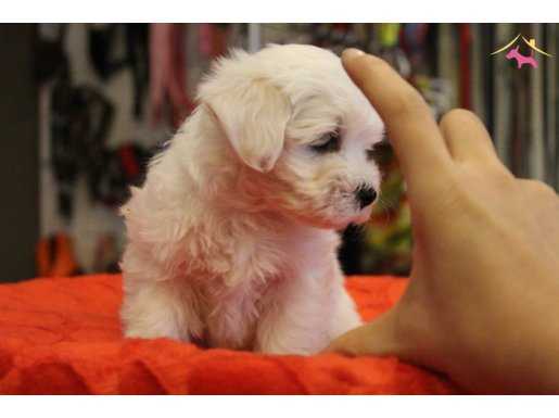 %100 IRK GARANTİLİ MALTESE TERRİER YAVRULARI PUPPY PET EVİ