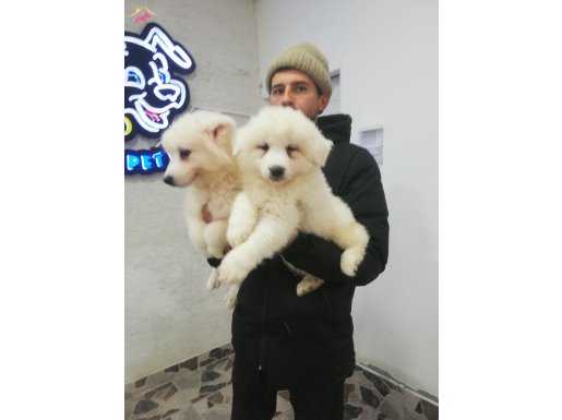 SAFKAN Irk Garantili Samoyed  yavrularımız