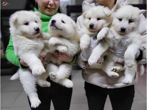 Safkan ırk garantili samoyed yavruları