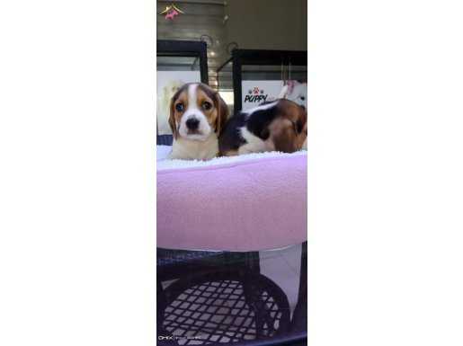 Safkan ırk garantili Beagle bebekler