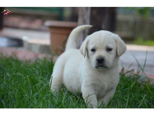 Fcı a scr li labrador yavrularimiz