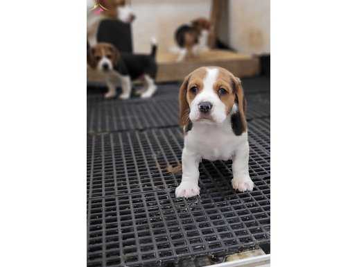 Safkan ırk garantili Beagle yavrular 