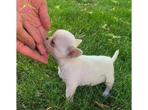 Safkan ırk garantili chihuahua bebekler