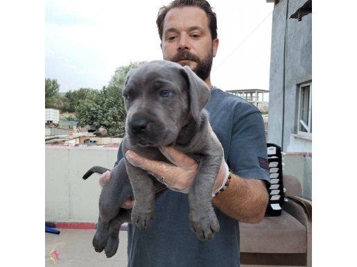 Safkan ırk garantili cane corsa bebekler