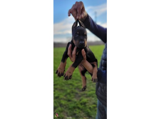 Safkan ırk garantili doberman yavrular