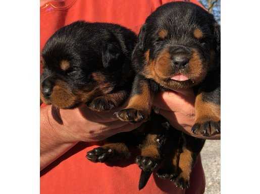 Safkan ırk garantili rottweiler yavrulari 