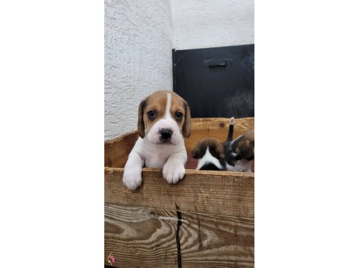 Safkan ırk garantili Beagle yavrular 