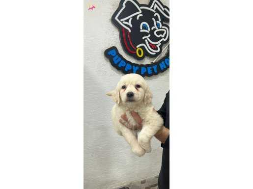 Safkan ırk garantili golden retriever yavrular 