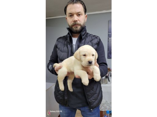 Safkan irk garantili labrador yavrularimiz