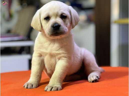 Safkan ırk garantili labrador yavrulari 