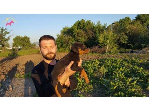 %100 SAFKAN DOBERMAN YAVRULARI PUPPY PET EVİNDE...