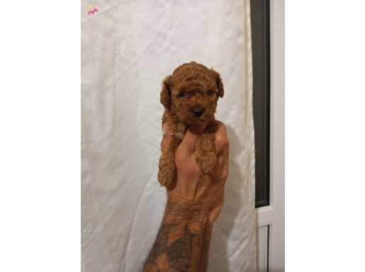 Safkan ırk garqntili toy poodle yavrular