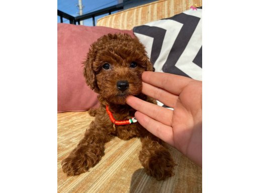 Safkan ırk garantili toy poodle yavrular