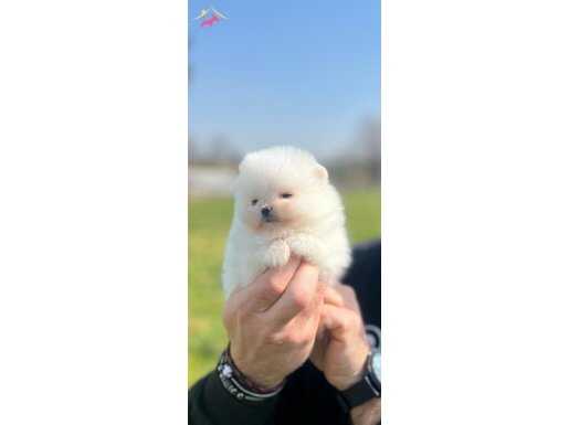 Safkan ırk garantili pomeranian boo yavrularımız