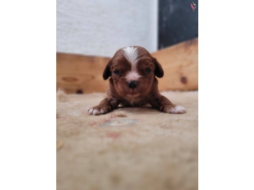 Safkan ırk garantili king charles cavalier