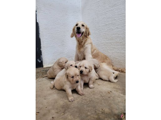 Safkan ırk garantili golden yavrular