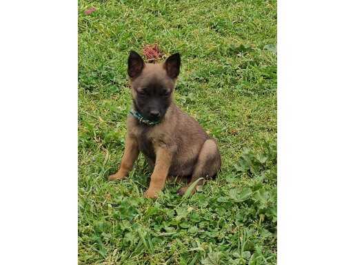Saf kan ırk garantili Belçika malinois yavrular