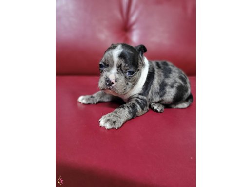 Safkan ırk garantili fransız bulldog yavrularımız