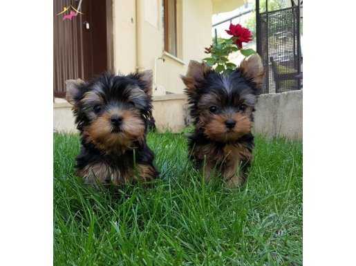 IRK GARANTİLİ YORKSHİRE TERRİER YAVRULARI PUPPY PET EVİNDE..