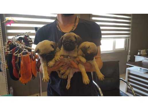 IRK GARANTİLİ PUG YAVRULARI PUPPY PET EVİNDE...