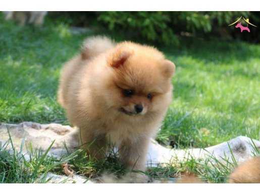 IRK GARANTİLİ POMERANIAN BOO YAVRULARI PUPPY PET EVİNDE...