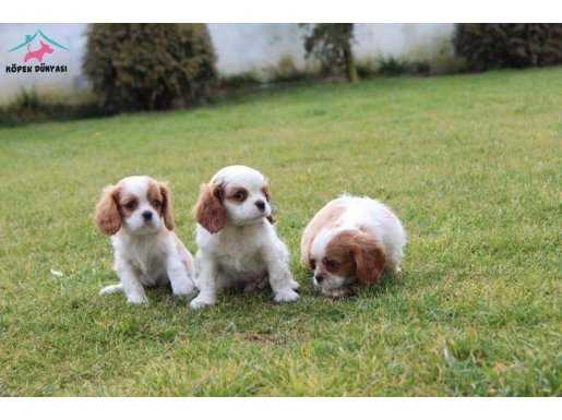 %100 SAFKAN CAVALİER KİNG CHARLES YAVRULARI PUPPYPET HOUSETA