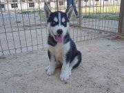 IRK GARANTİLİ HUSKY YAVRULARI...