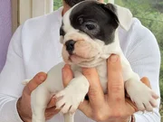 Safkan igk garantili frech bulldog yavrulari 