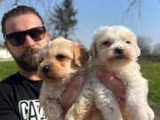 Safkan ırk garantili maltipoo yavrularımız