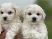 Safkan ırk garantili maltese terrier yavrular