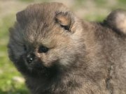 Safkan ırk grantili pomeranian boo yavrularimız