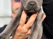 Safkan ırk garantili cane Corso italyano yavrular