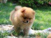 IRK GARANTİLİ POMERANIAN BOO YAVRULARI PUPPY PET EVİNDE...