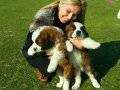 %100 SAFKAN ST BERNARD YAVRULARI PUPPY PET EVİ\'NDE...