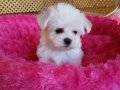 IRK GARANTİLİ MALTESE TERRİER YAVRULARI PUPPY PET EVİNDE...