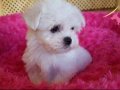 IRK GARANTİLİ MALTESE TERRİER YAVRULARI PUPPY PET EVİNDE...