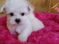 IRK GARANTİLİ MALTESE TERRİER YAVRULARI PUPPY PET EVİNDE...
