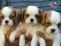 IRK GARANTİLİ CAVALİER KİNG CHARLES YAVRULARI PUPPY PET EVİ