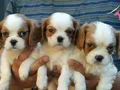 IRK GARANTİLİ CAVALİER KİNG CHARLES YAVRULARI PUPPY PET EVİ