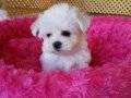 IRK GARANTİLİ MALTESE TERRİER YAVRULARI PUPPY PET EVİNDE...