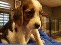 IRK GARANTİLİ BEAGLE YAVRULARI PUPPY PET EVİNDE...