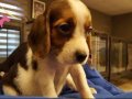 IRK GARANTİLİ BEAGLE YAVRULARI PUPPY PET EVİNDE...