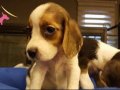 IRK GARANTİLİ BEAGLE YAVRULARI PUPPY PET EVİNDE...