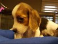IRK GARANTİLİ BEAGLE YAVRULARI PUPPY PET EVİNDE...