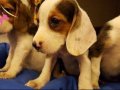 IRK GARANTİLİ BEAGLE YAVRULARI PUPPY PET EVİNDE...