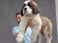 %100 SAFKAN ST BERNARD YAVRULARI...