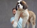%100 SAFKAN ST BERNARD YAVRULARI...